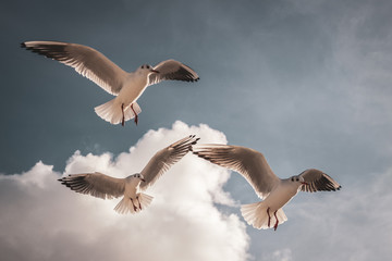 Flying seagulls in the sky with clouds
