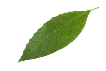 Naklejka na ściany i meble fresh green leaf of avocado isolated on white background