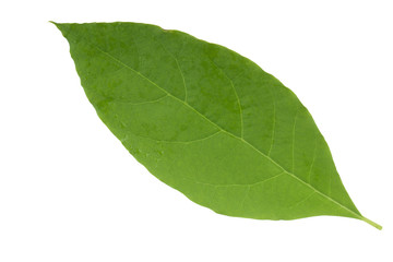 Obraz premium fresh green leaf of avocado isolated on white background