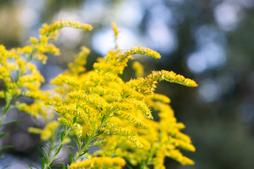 Yellow goldenrod stalks on a textured background with soft light in the woods ~GOLD RUSH~