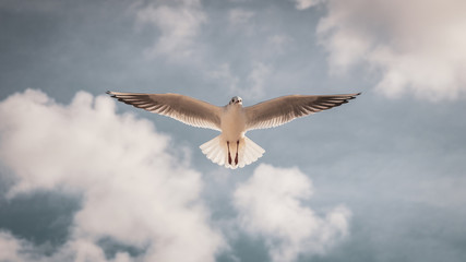 Flying seagull in the sky with clouds