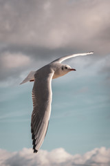 Flying seagull in the sky with clouds - 228332935