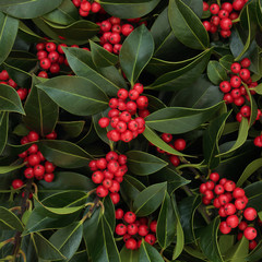 Winter holly berry background with red berries. Ilex aquifoliaceae. Traditional Christmas...