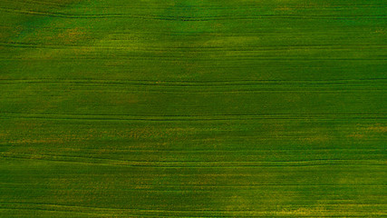 Aerial view background of a green grass. Aerial view of green wheat field.
