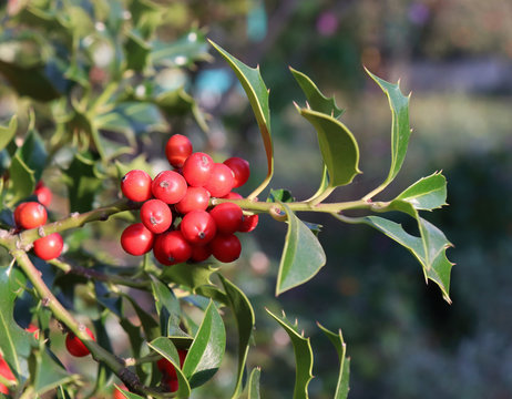 Symbol of Christmas in Europe. Closeup of holly beautiful red berries and sharp leaves on a tree in autumn weather.
