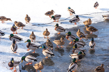 floating ducks in a frozen pond during a snowfall in winter