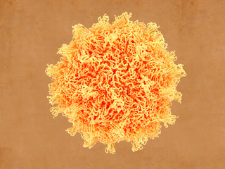 Der Coxsackievirus, wie der Poliovirus, gehört zu den Enteroviren. Er verursacht Erkältungen,und virale Meningitis und Myokarditis.