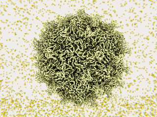 Der Coxsackievirus, wie der Poliovirus, gehört zu den Enteroviren. Er verursacht Erkältungen,und virale Meningitis und Myokarditis.
