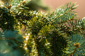 Green tree close-up. Forest. A park. Pine