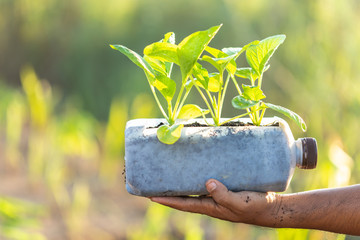People planting vegetable in plastic bottle