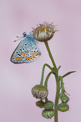Mondo macro, Icaro azzurro (Polyommatus icarus)