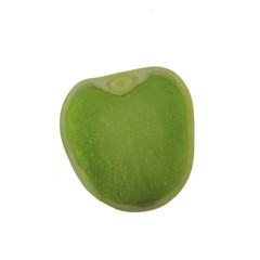 pisum seed isolated on white background