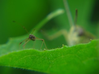 macro grasshopper