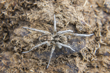 Spider in nature. Selective focus.