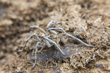 Spider in nature. Selective focus.
