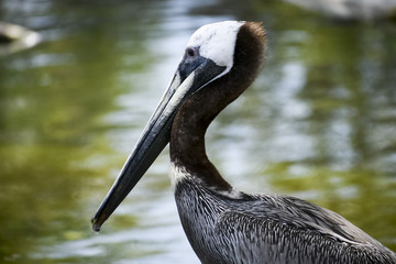 pelican