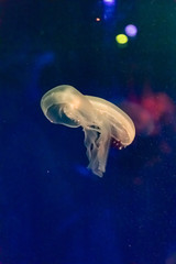 jellyfish in aquarium