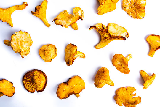 Raw Golden chanterelle mushroom isolated
