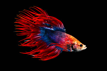 Fototapeta premium The moving moment beautiful of siamese betta fish or splendens fighting fish or crown tail in thailand on black background. Thailand called Pla-kad or biting fish.