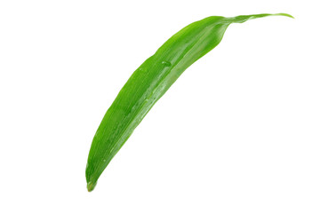 leaf of ginger isolated