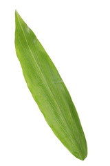 leaf of ginger isolated
