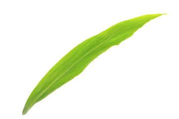 leaf of ginger isolated