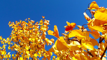 Tree with yellow leaves on blue sky background.