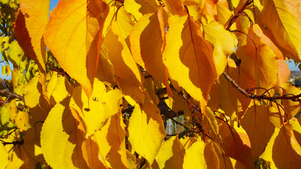 Tree with yellow leaves on blue sky background.