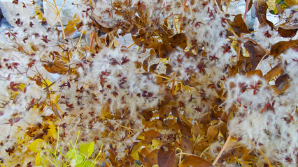 Climbing plant clematis white in autumn.Seeds and fluff.