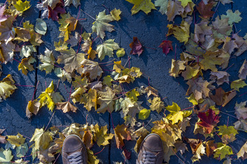 Autumn yellow maple leaves lie on asphalt. Top view of men's sneakers