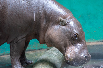 カバ・巨大・口・ヒポポ