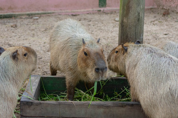 カピバラ・Hydrochoerus hydrochaeris・ネズミ・カピパラ