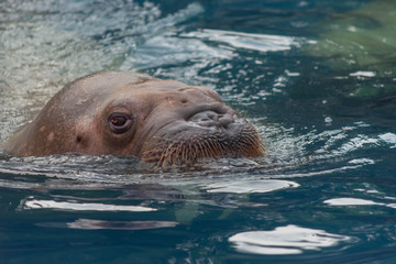 Obraz premium セイウチ・アシカ・トド・アザラシ・生物