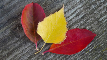 Naklejka na ściany i meble Beautiful autumn leaves on wooden background.