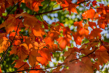 maple leaves in autumn