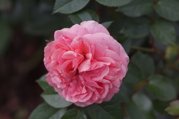 flower rose