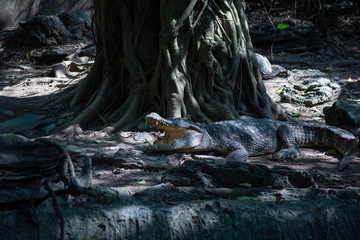 ワニ・クロコダイル・ハンター・牙