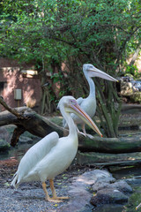 鳥・ペリカン・渡り鳥・野生・クチバシ