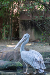 鳥・ペリカン・渡り鳥・野生・クチバシ