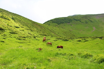 horses in the pasture