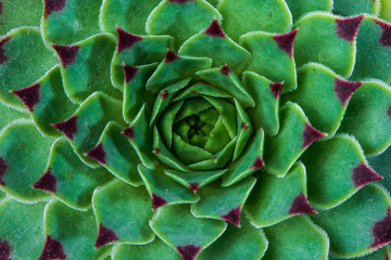 Obraz premium Succulent plant Echeveria (Sempervivum Calcareum) symmetry background