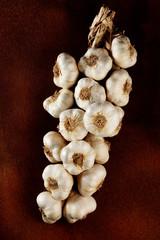 STRING OF GARLIC PORTRAIT