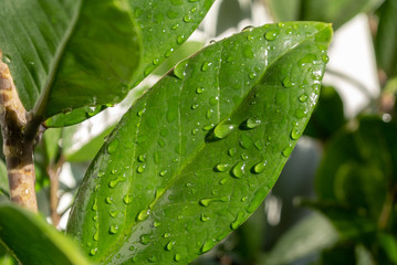 water drops on green leaf