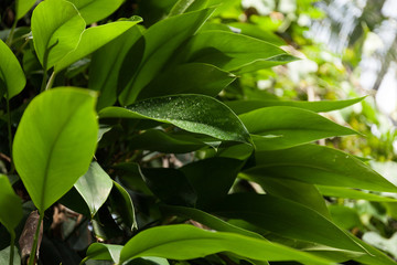 Tropical forest plants growing in the wild.
