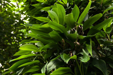 Natural tropical leaves. Pattern.