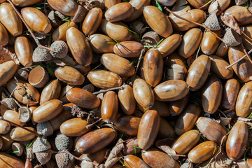 Acorns Lying On The Ground - Seasonal Autumn Background