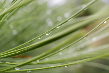 Nadeln einer Zirbe im Morgentau