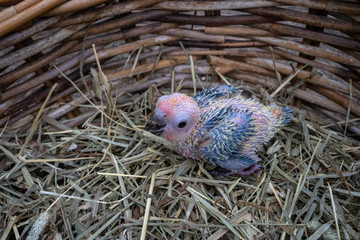 baby sun conure bird in Bird's nest