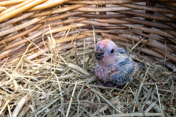 baby sun conure bird in Bird's nest