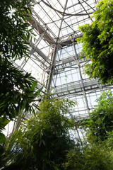 View of a tropical greenhouse with evergreens on the background of a glass roof.